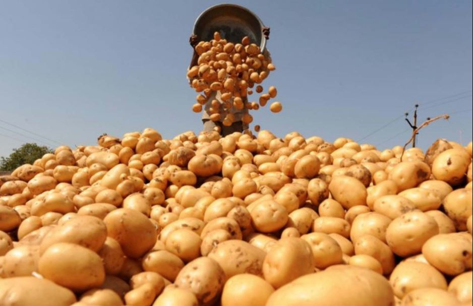ЕС: контрактные цены на картофель на 2023/24 маркетинговый год увеличились на 20-30%