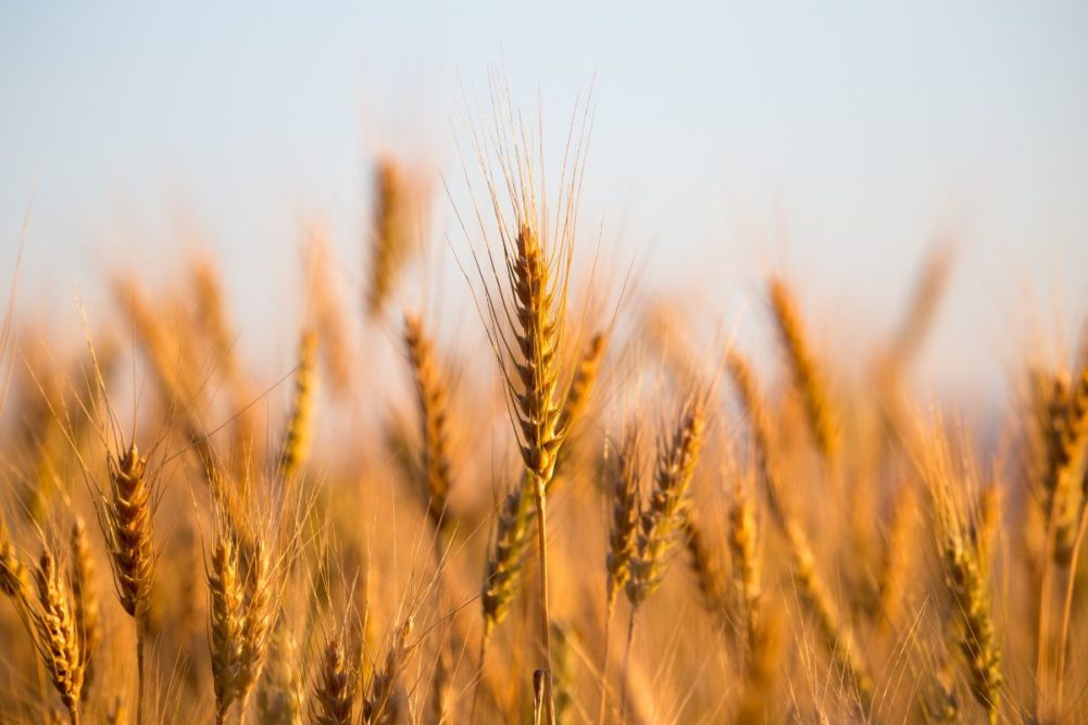  US winter wheat estimate surprises analysts