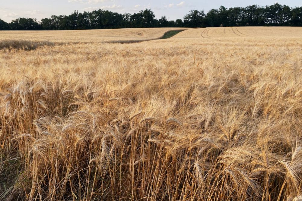  French soft wheat exports outside EU on rise