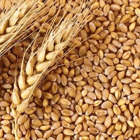 Экспорт казахстанской пшеницы в Азербайджан в 2022 году увеличился в 3,7 раза