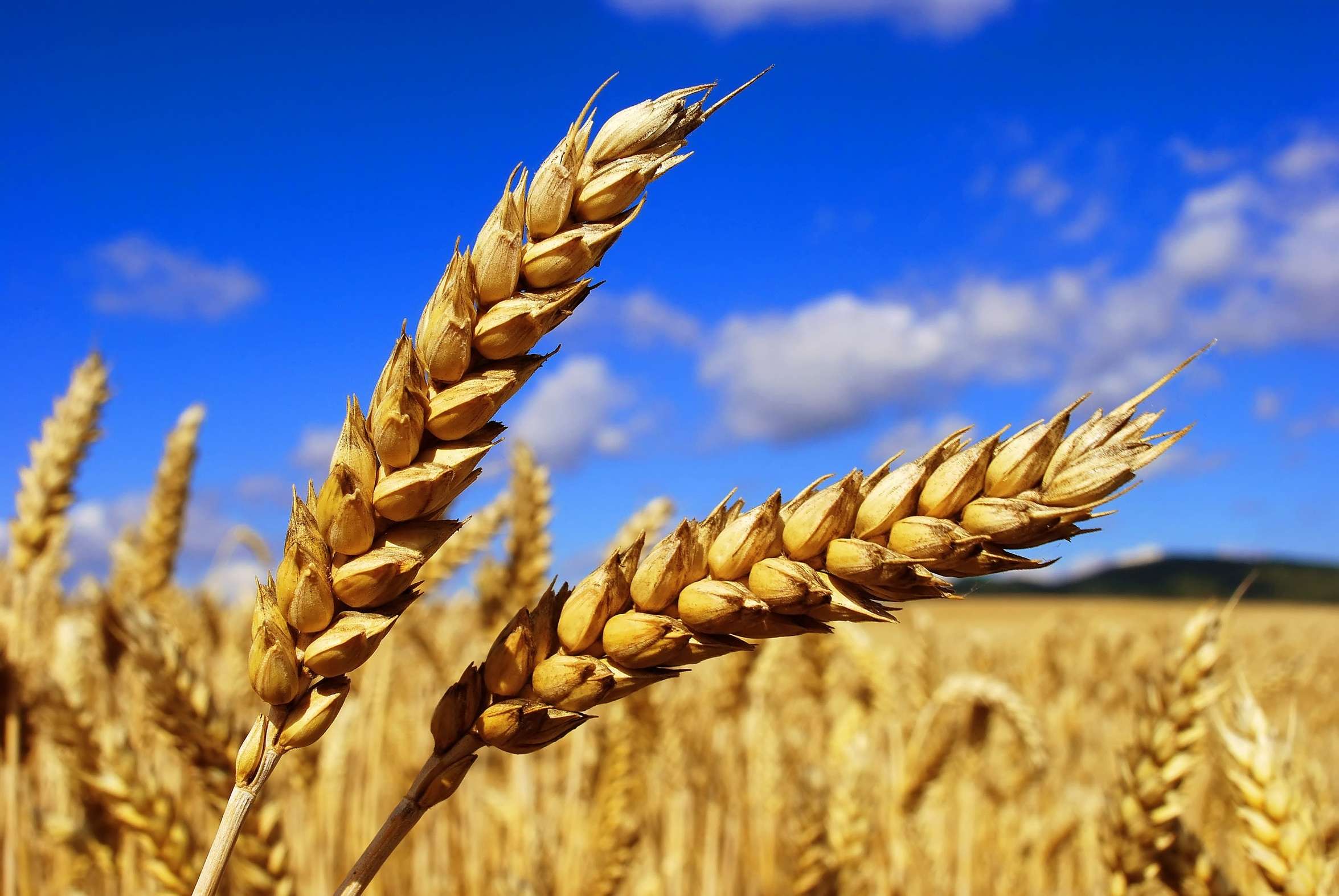Азербайджан в 2022г импортировал пшеницы почти на $437 млн